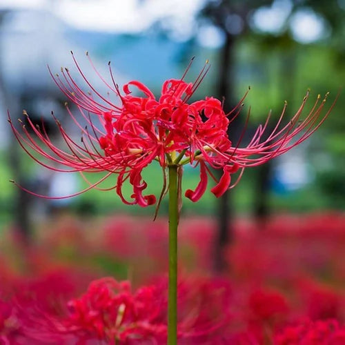 Lily Equinox Flower Bulbs Seeds