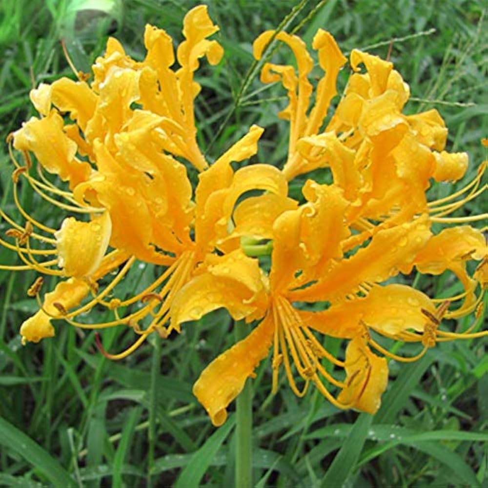 Lily Equinox Flower Bulbs Seeds