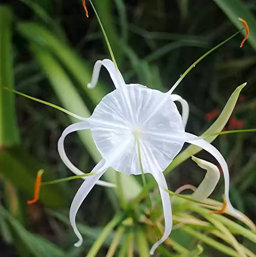 Lily Equinox Flower Bulbs Seeds