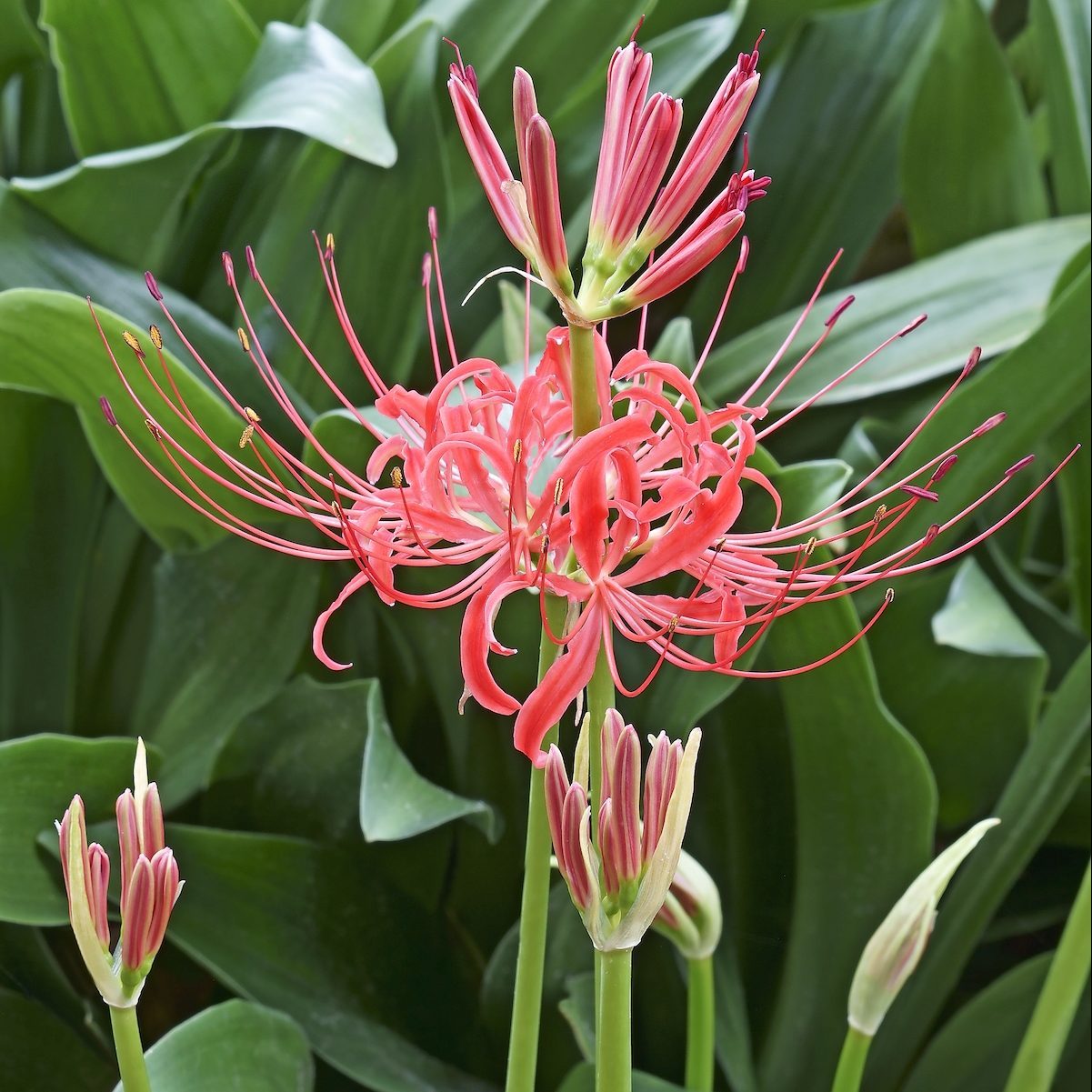 Lily Equinox Flower Bulbs Seeds