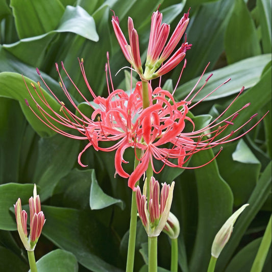 Lily Equinox Flower Bulbs Seeds