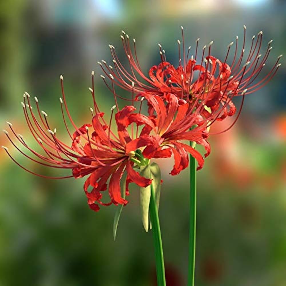 Lily Equinox Flower Bulbs Seeds