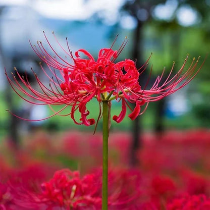 Lily Equinox Flower Bulbs Seeds