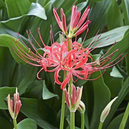 Lily Equinox Flower Bulbs Seeds